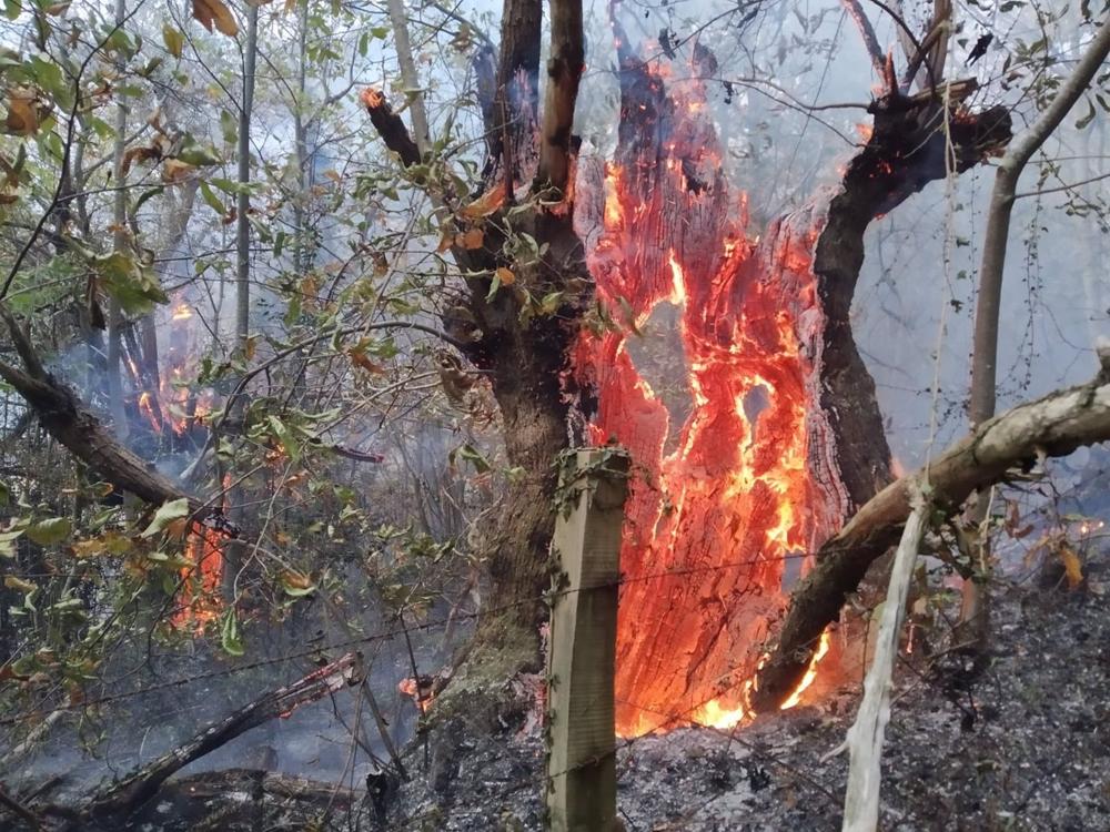Incendio forestal Incendio