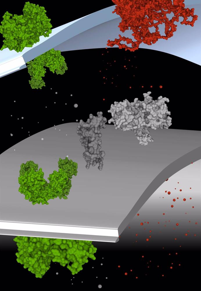Investigadores del CNIC desvelan la causa de las arritmias y la muerte súbita en el síndrome de Andersen Tawil tipo 1 Investigadores
