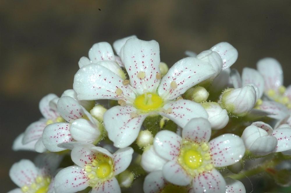Los Pirineos permiten la conservación de la planta corona del rey, extinguida en otras zonas de la Península Los