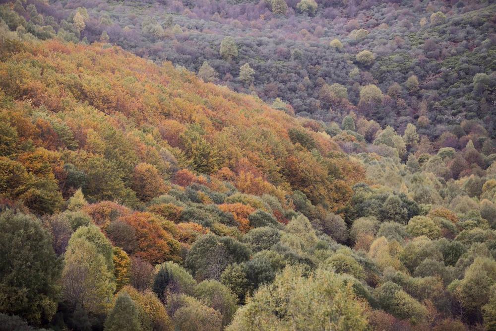 Vista del Hayedo de Busmayor dentro de los Ancares Leoneses, a 27 de octubre de 2022, en El Bierzo, León, Castilla y León (España). El hayedo de Busmayor es uno de los bosques de hayas mejor conservados de toda España y cada año cuando llega el otoño la r Vista