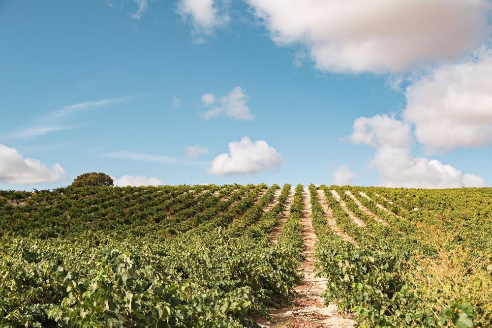 Viñedos