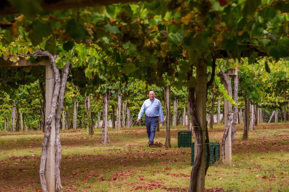 Archivo - Carlos Moro en los viñedos de Viña Caeira Archivo