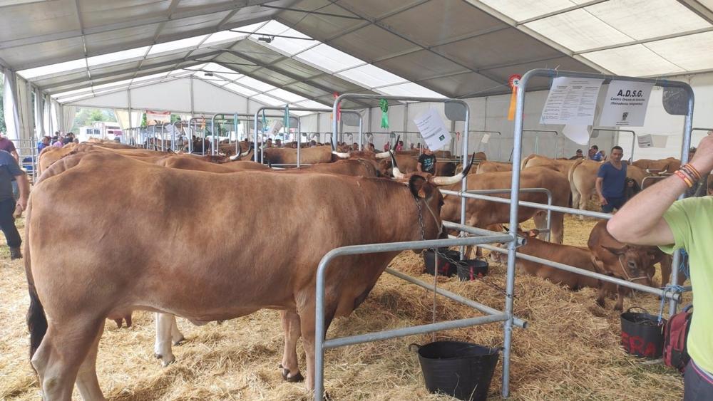 Archivo - Mercado de ganado en Villaviciosa Archivo