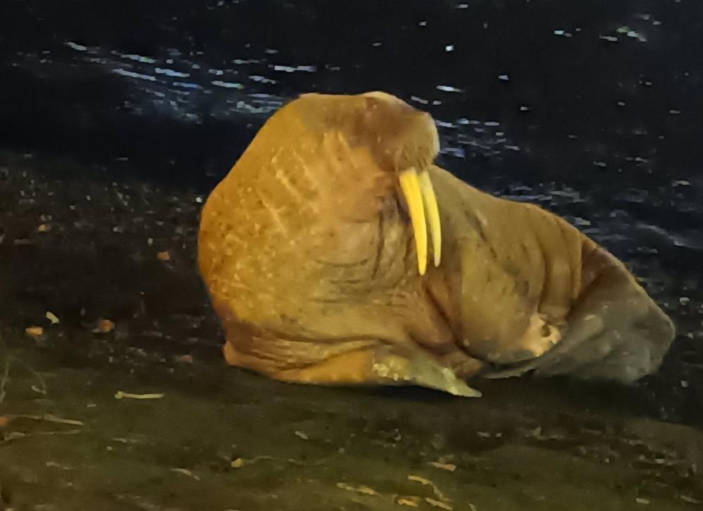 Uma morsa avistada em Dieppe, norte de França. Uma