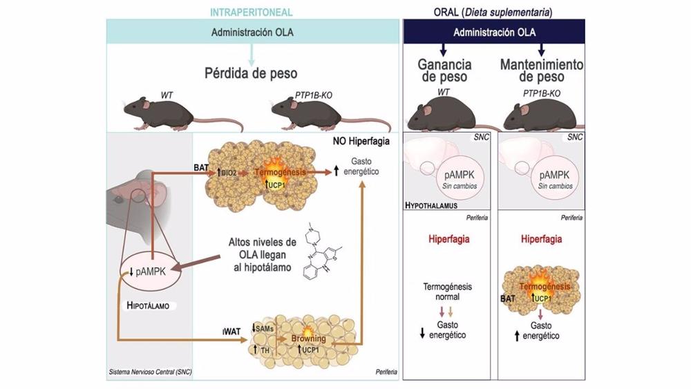 Los ratones que recibieron olanzapina suplementada en la dieta presentaron hiperfagia, ganancia de peso y disminución del gasto energético, mientras que una dosis equivalente por vía intraperitoneal provocó pérdida de peso y aumento de gasto energético. Los