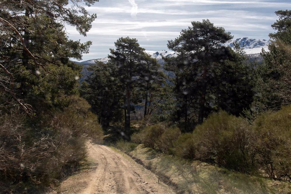 Archivo - Camino forestal del Pinar de los Belgas, a 7 de abril de 2022, en Madrid (España). Archivo