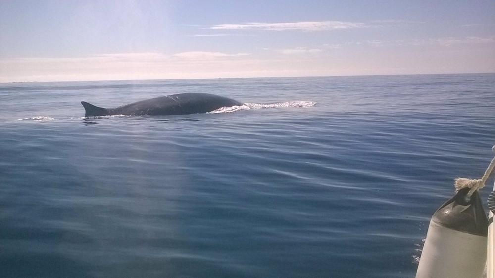 Archivo - Tres rorcuales comunes (Balaenoptera physalus) han recorrido la costa de Torrevieja (Alicante) durante el paso migratorio que estos mamíferos realizan desde el mar de Liguria y hacia el Estrecho de Gibraltar, según ha informado la Concejalía Archivo