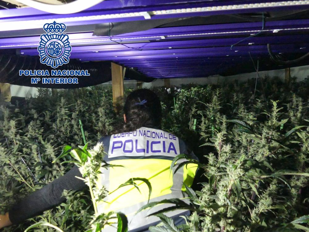 La Policía Nacional Desmantela Cinco Macroplantaciones Destinadas Al Cultivo Masivo De Marihuana La