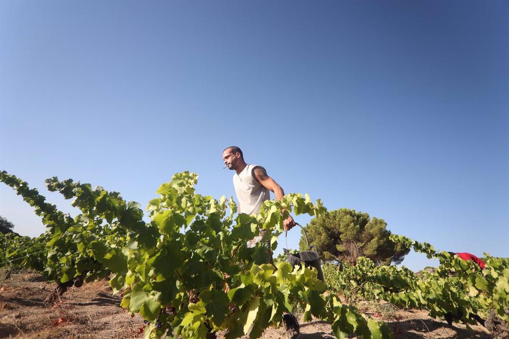 Archivo - Un trabajador recoge uvas en el campo Archivo