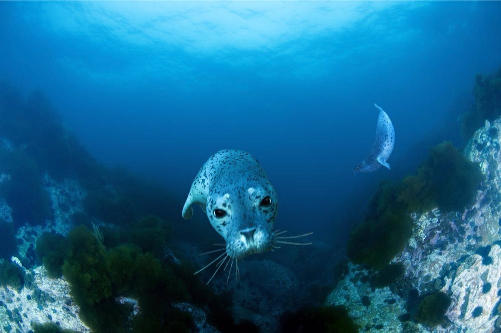 Um selo na Rússia, numa imagem de arquivo. Um