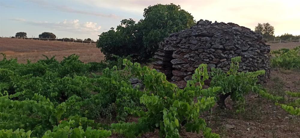 Archivo - Viñas de D.O. Arribes del Duero Archivo