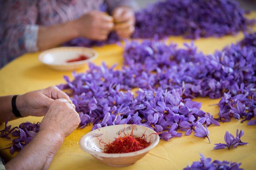 Archivo - La DOP Azafrán de La Mancha encarga a la UCLM un estudio histórico sobre el azafrán en la provincia de Albacete Archivo