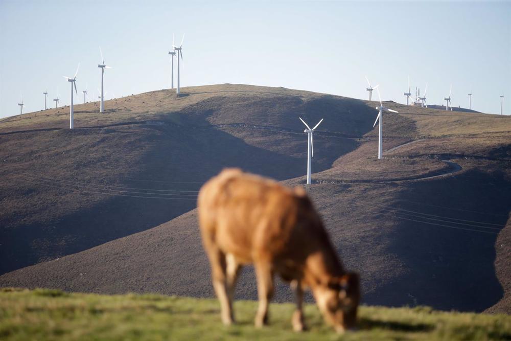 Archivo - Una vaca pasta frente a un grupo de aerogeneradores en un parque eólico. Archivo