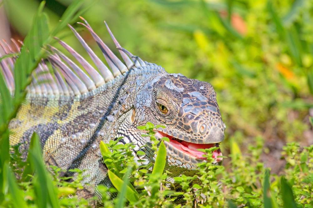 Iguana"