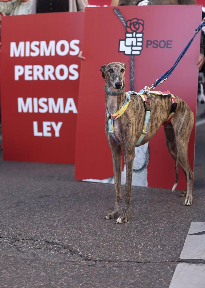 Archivo - Un galgo durante una protesta contra la enmienda del PSOE de excluir a los perros de caza de la Ley de Protección animal, a 30 de septiembre de 2022, en Madrid (España). Esta es una de las acciones conjuntas que las entidades de protección anima Archivo