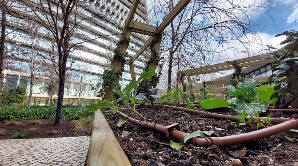 Huertos urbanos en Ciudad BBVA Huertos