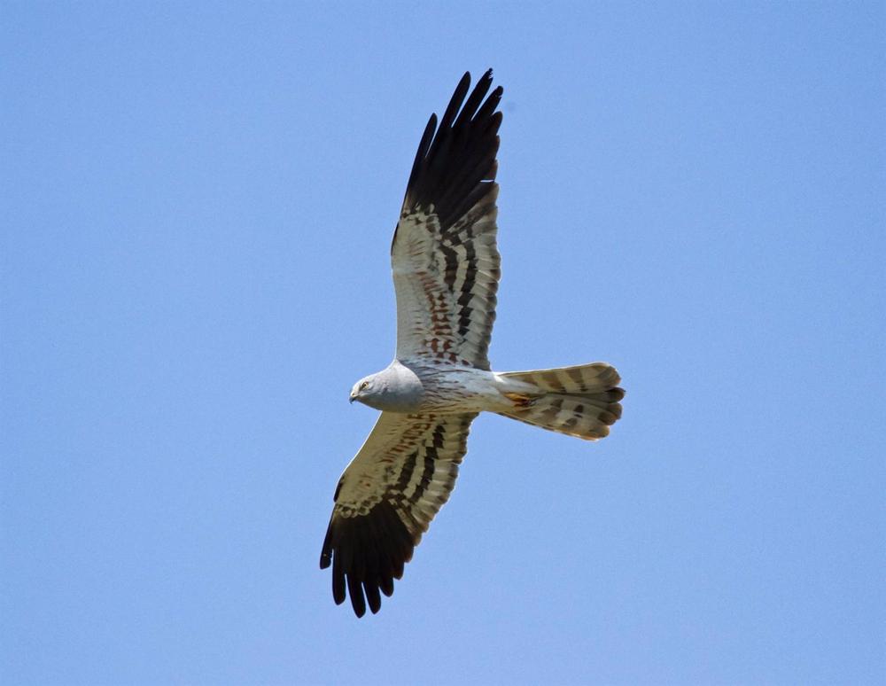 Archivo - Las poblaciones de aguilucho cenizo y aguilucho pálido han caído un 23% y un 45% respectivamente entre 2006 y 2017 Archivo