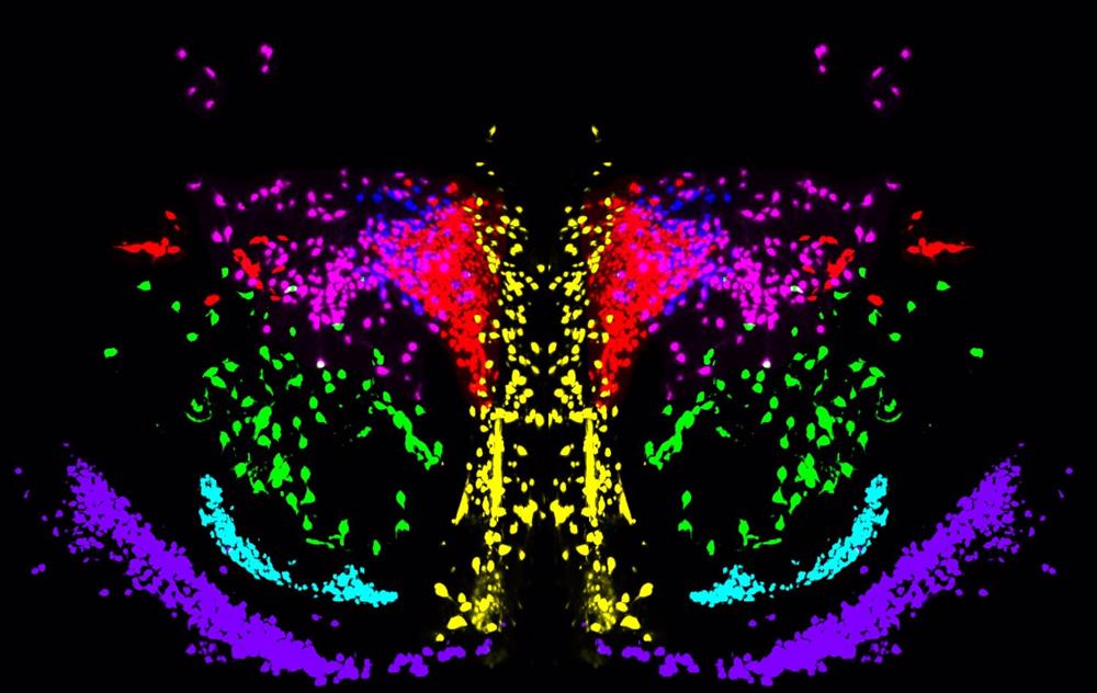 Archivo - Investigadoras del CSIC visualizan circuitos cerebrales que podrían estar implicados en la ansiedad y la agresividad Archivo