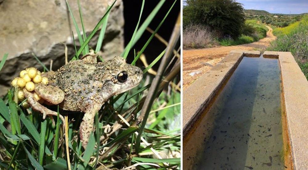 A la izquierda, macho de sapo partero común, Alytes obstetricans, portando una puesta. A la derecha, un abrevadero con larvas de la misma especie. A
