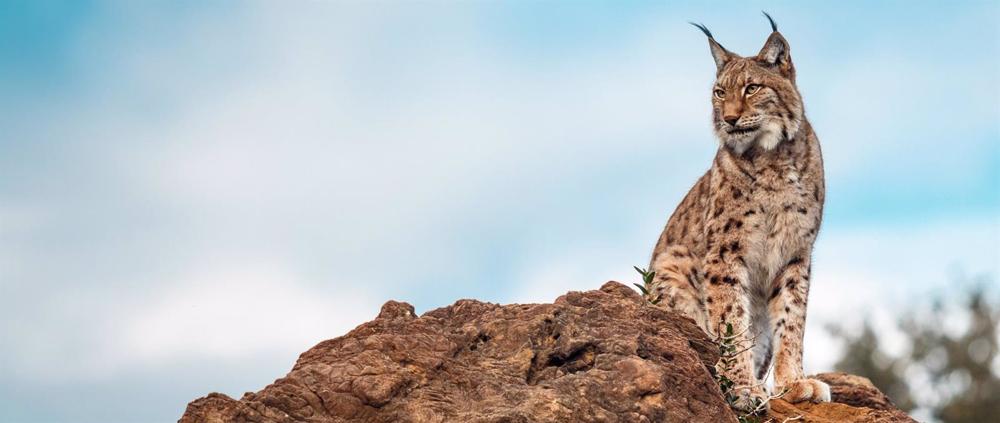 Investigadores del CEU identifican un tipo de parásito que podría ser una amenaza para el lince ibérico Investigadores