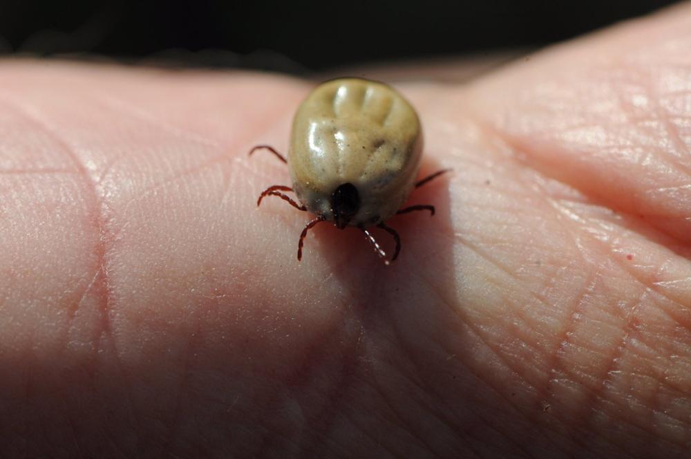 Archivo - Garrapata Archivo