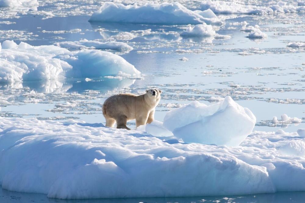Archivo - Un oso polar del sureste de Groenlandia sobre un glaciar, o hielo de agua dulce, a 61 grados norte en septiembre de 2016. Archivo