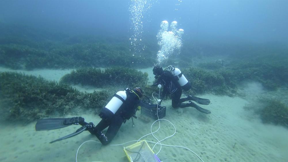 El Grupo Tragsa colabora con el Ministerio para la Transición Ecológica y el Reto Demográfico para restaurar praderas de posidonia oceanica en la bahía de Mazarrón (Murcia) El