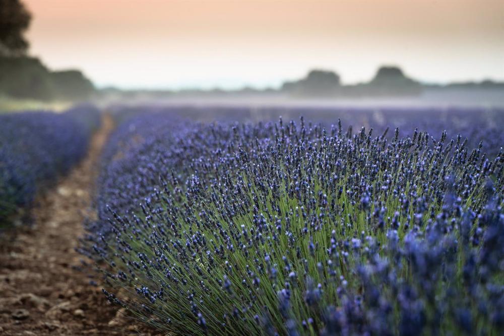 Archivo - Campos de lavanda, a 12 de julio de 2022, en Brihuega, Guadalajara, Castilla La-Mancha (España). Brihuega, conocida como ‘El Jardín de la Alcarria’, fue la pionera hispana en el cultivo de lavanda hace 30 años. La siega y recolección de los camp Archivo