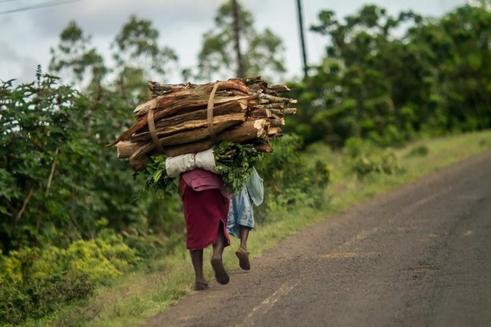 Brennholz zum Kochen wird nach Hause in Kenia transportiert. Brennholz