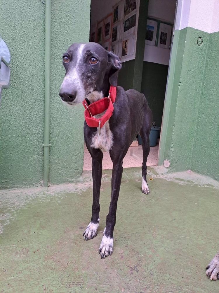 Archivo - Perra galga 'Siria', de la que se ha denunciado su robo en un refugio de Huévar del Aljarafe (Sevilla). Archivo