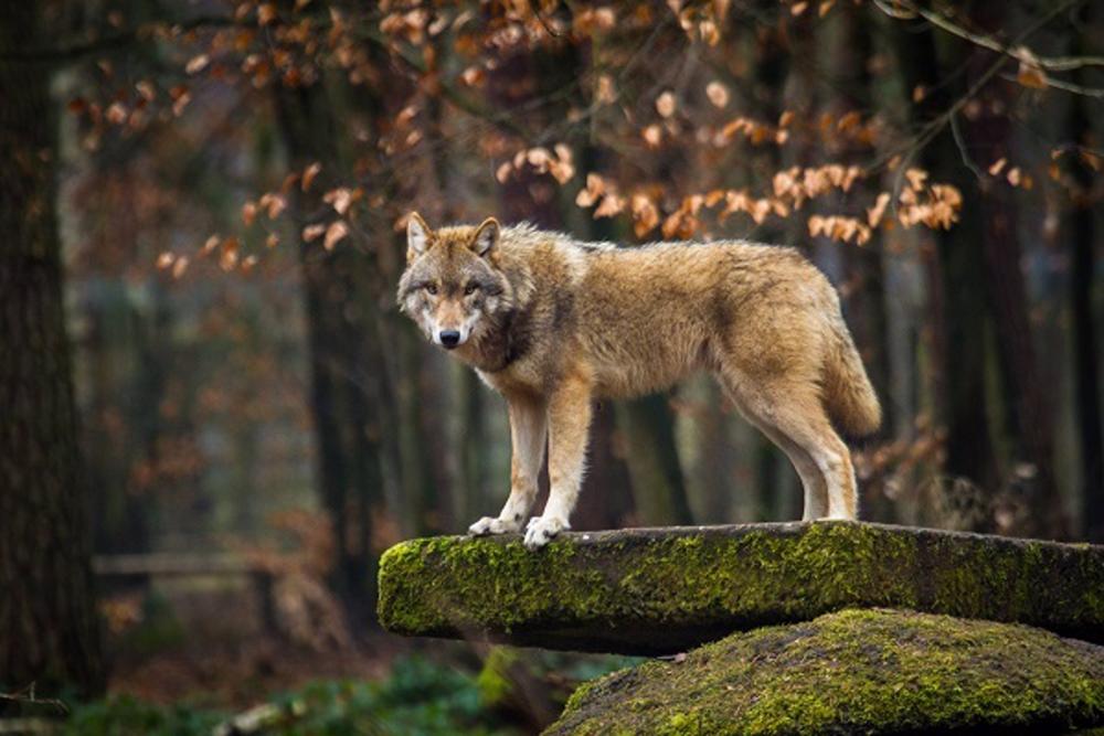 Imagen de un lobo. Imagen