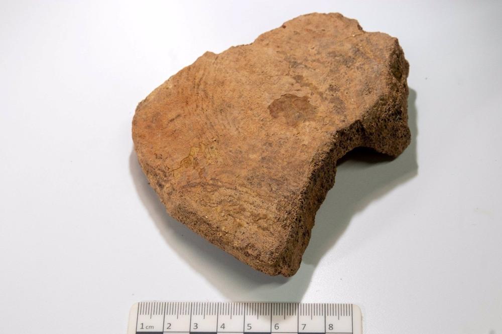 Restos de cetáceos encontrados en Santander Restos