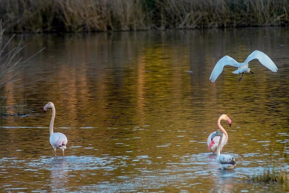 Vistas del Charco de la Boca, con aves acuáticas en el centro de visitantes La Rocina, en el Día Mundial de los Humedales a 02 de febrero del 2023 en Almonte, (Andalucía, España). El Día Mundial de los Humedales se conmemora cada 2 de febrero desde 1997, Vistas