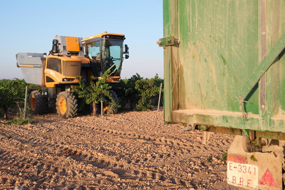 Archivo - Una vendimiadora recoge la uva Sauvignon Blanc, Archivo