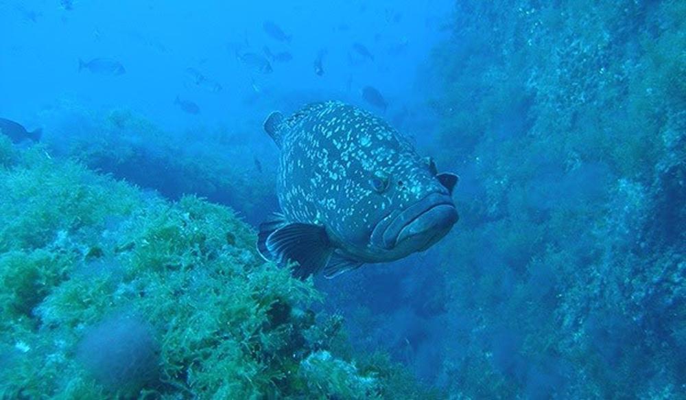 El estudio lo han llevado a cabo investigadores de la Universitat de Barcelona (UB) y del Centro Oceanográfico de Baleares El