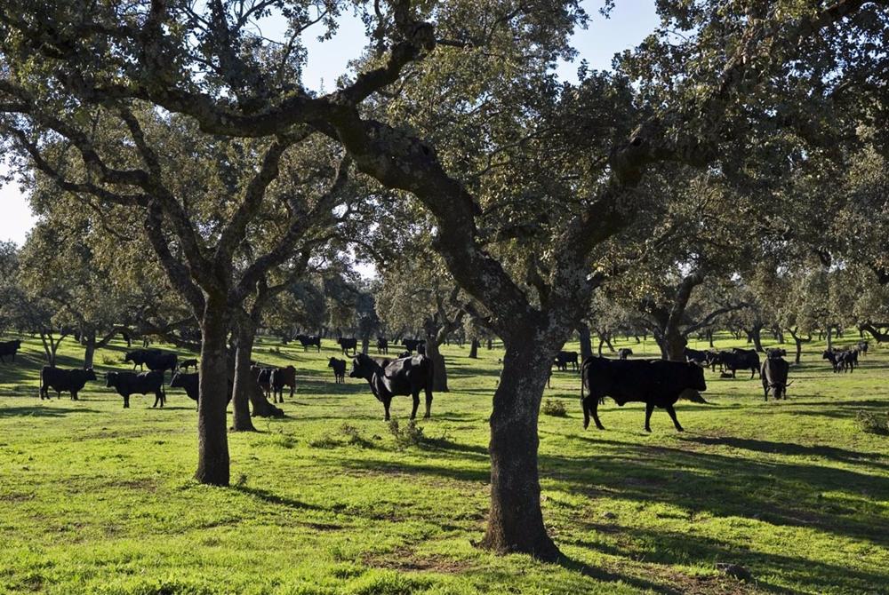 Archivo - Dehesa de toro bravo, en Almodovar del Rio (Córdoba). Archivo