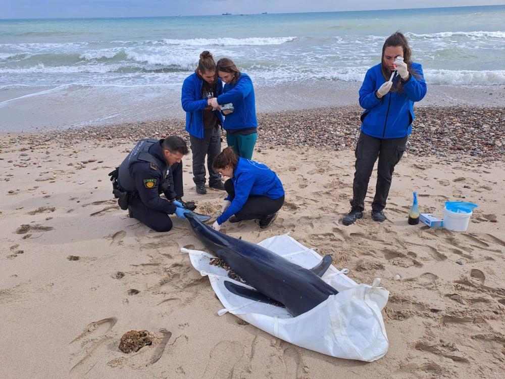 Imagen de la tintorera aparecida en El Saler Imagen