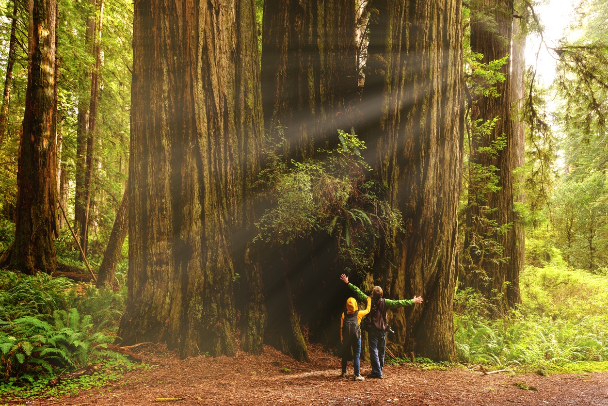 Parque Nacional Redwood, Estados Unidos
