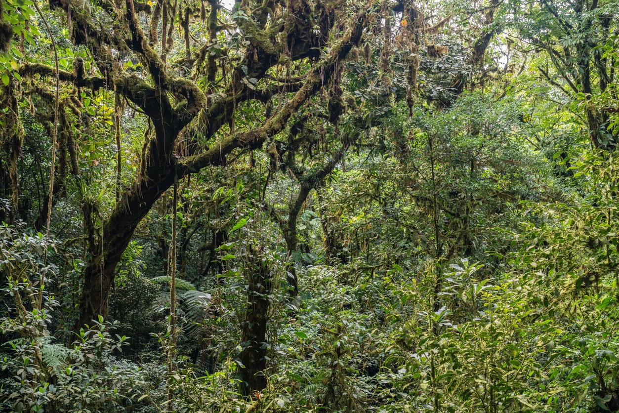 Reserva Biológica Bosque Nuboso Monteverde, Costa Rica