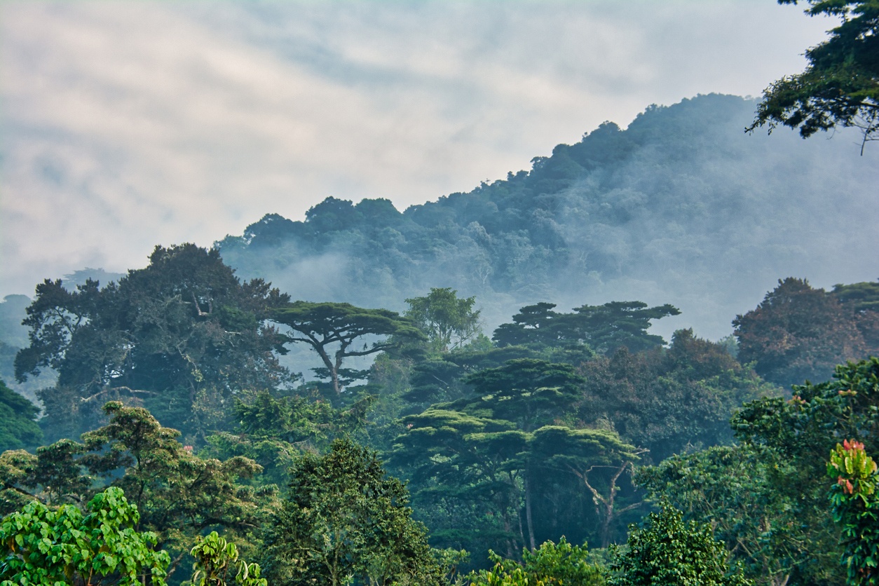 Foresta impenetrabile di Bwindi, Uganda