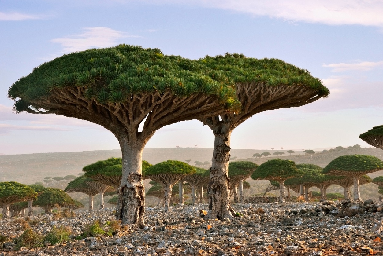 Foresta del sangue di drago, Socotra, Yemen