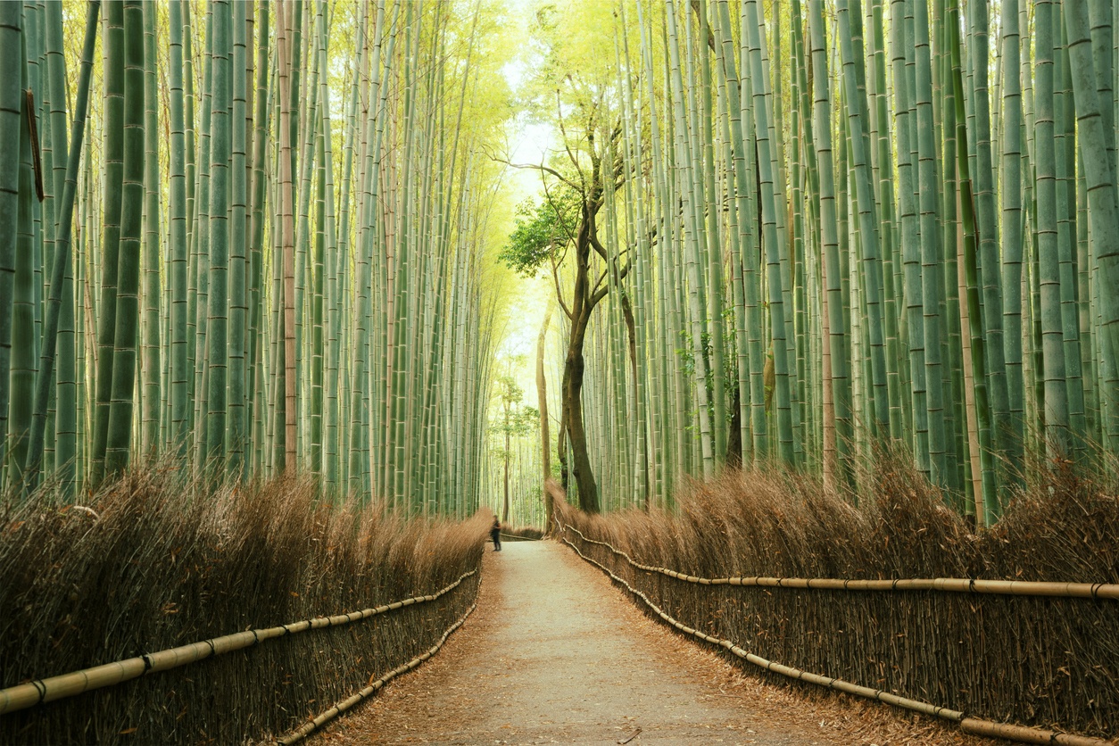 Forêt de bambous d'Arashiyama et de Sagano, Japon