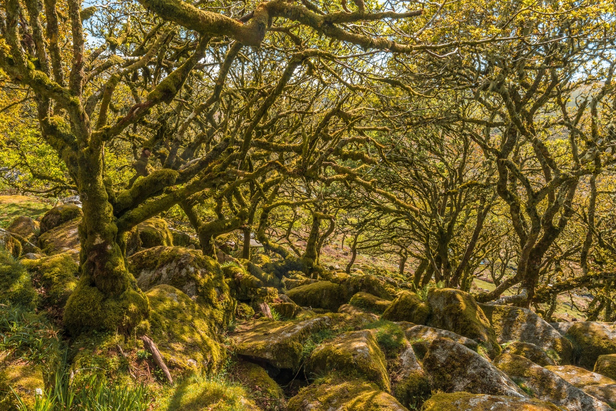 Bosque de Wistman, Inglaterra