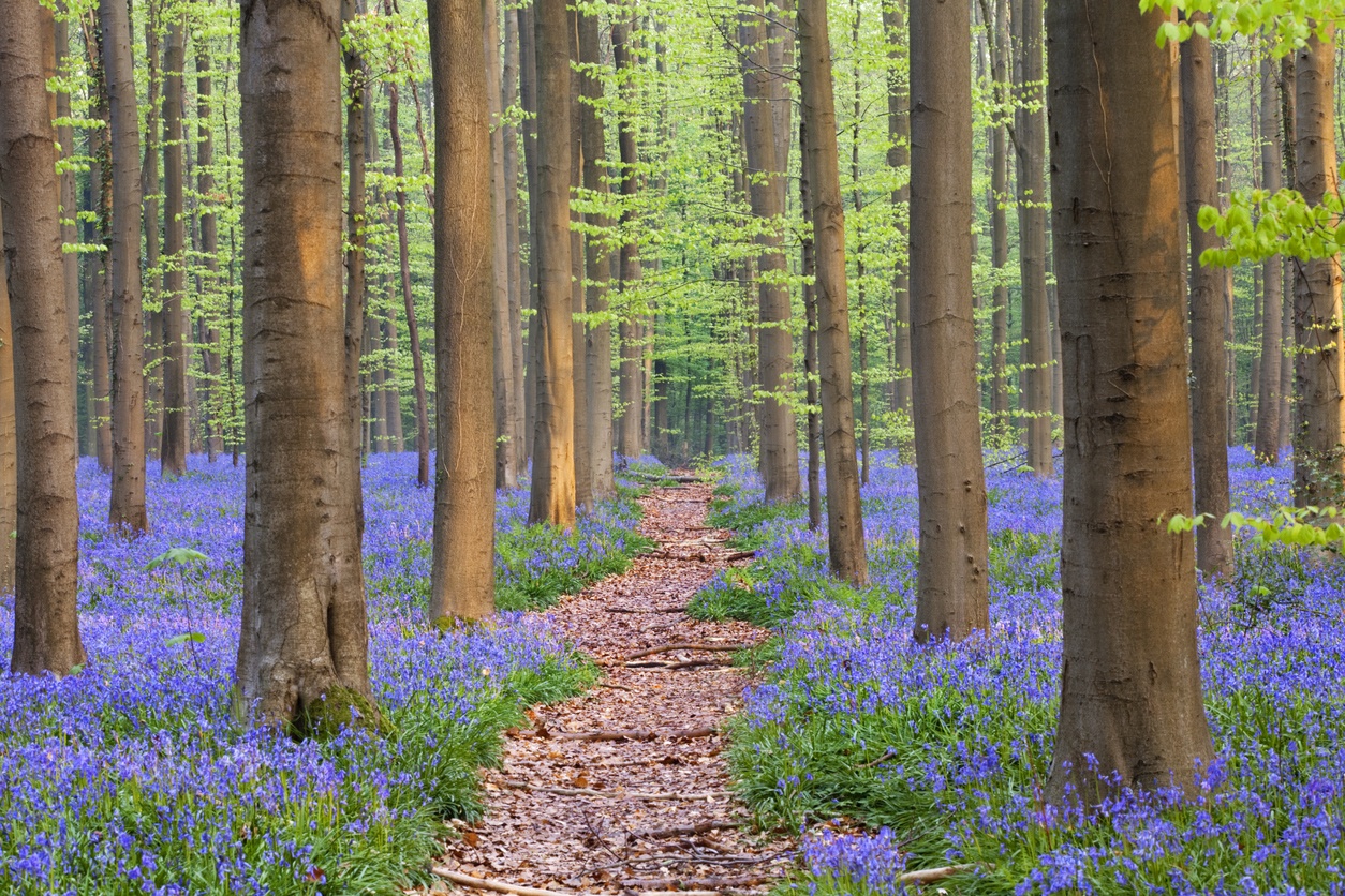 Hallerbos Wald, Belgien