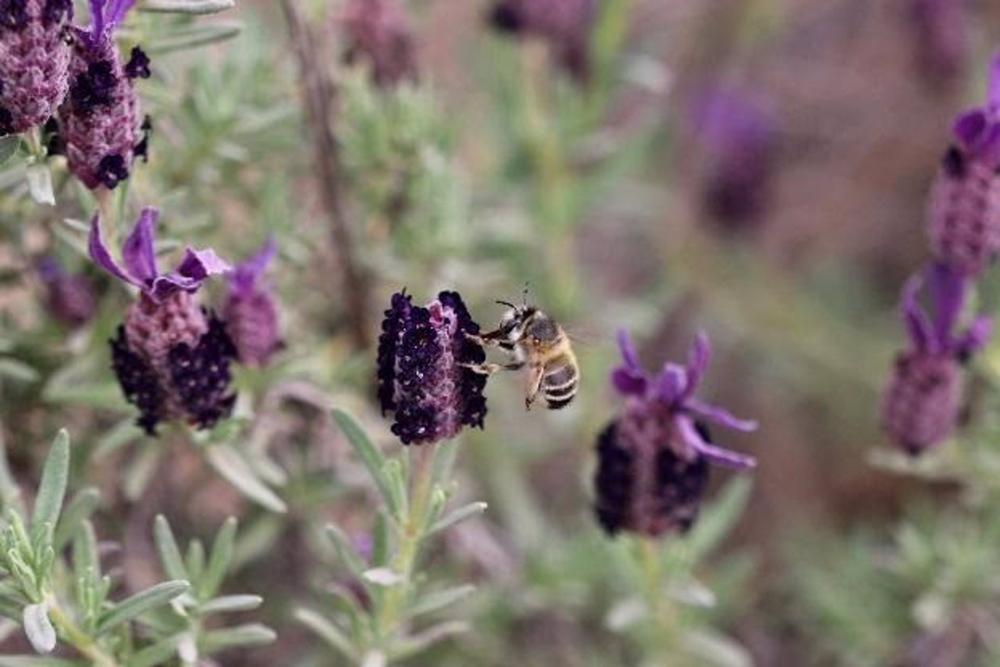 Abeja