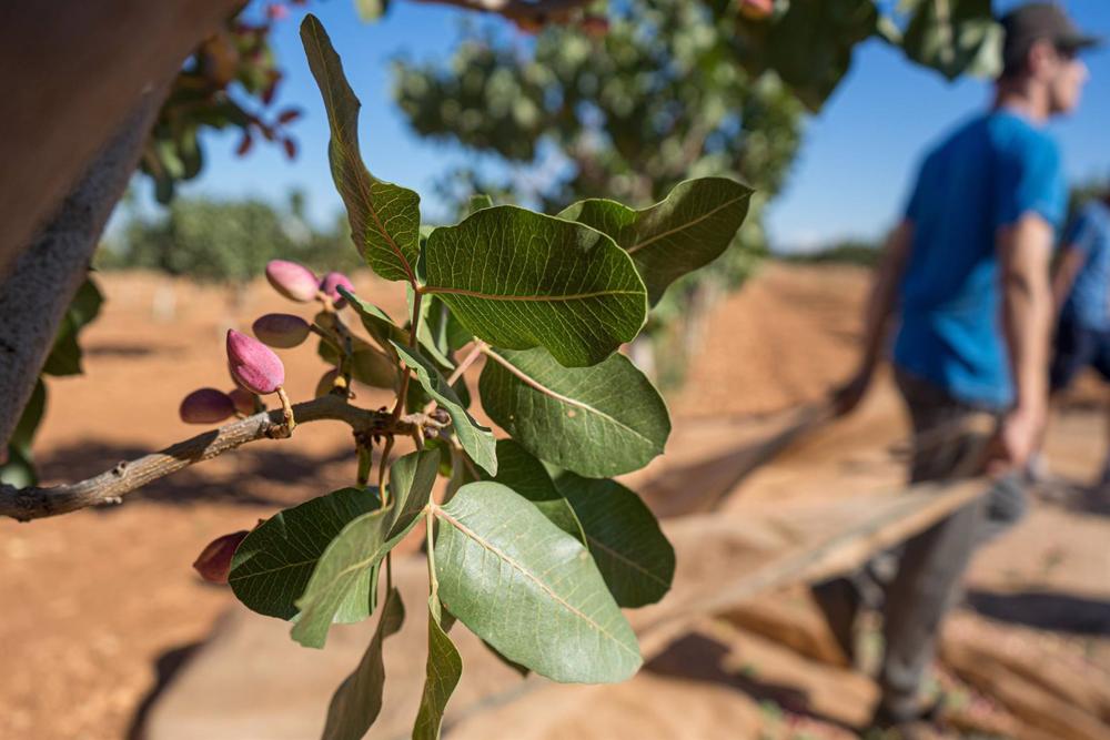 Archivo - Recogida del pistacho en una finca, a 21 de septiembre de 2022, en Ciudad Real, Castilla La-Mancha (España) Archivo