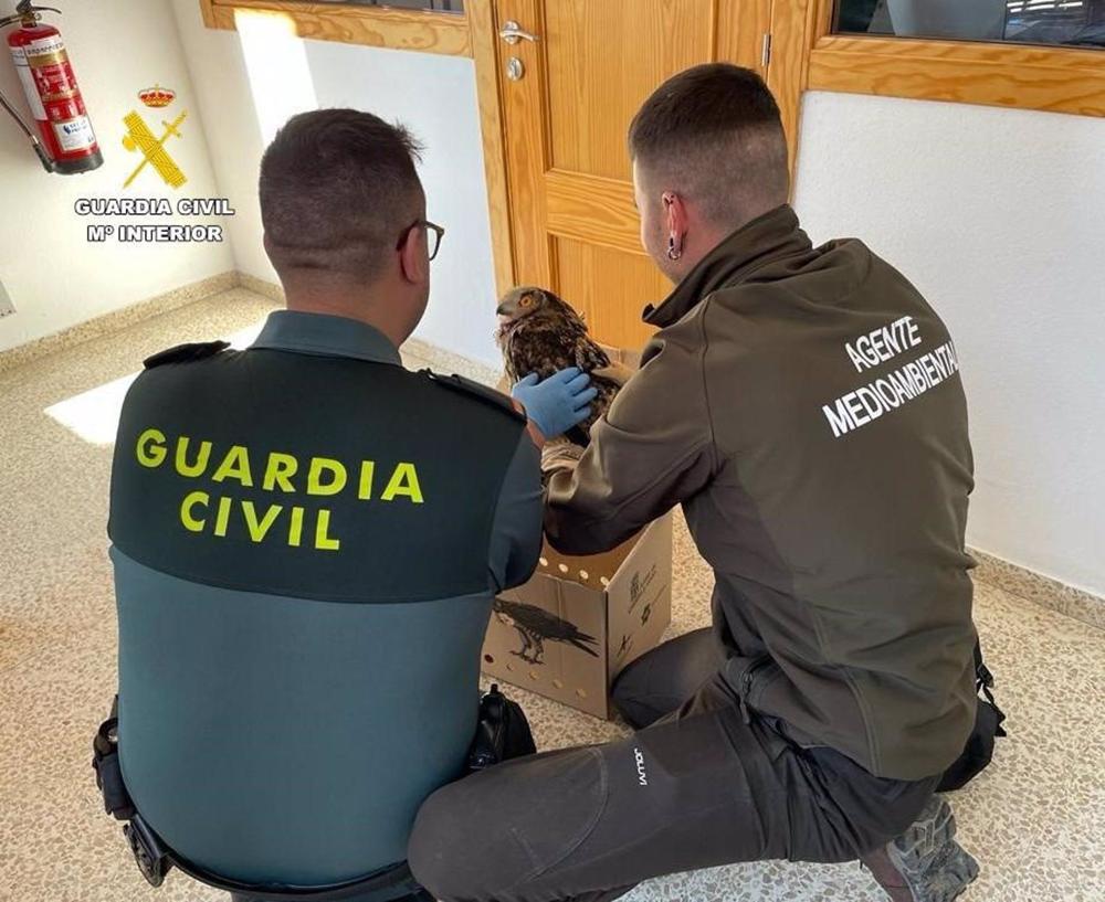 Imagen del búho real rescatado en Madrigal de las Altas Torres (Ávila) Imagen