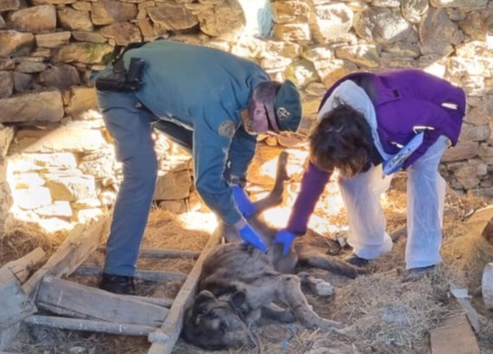 Investigan maltrato animal en Lugo Investigan