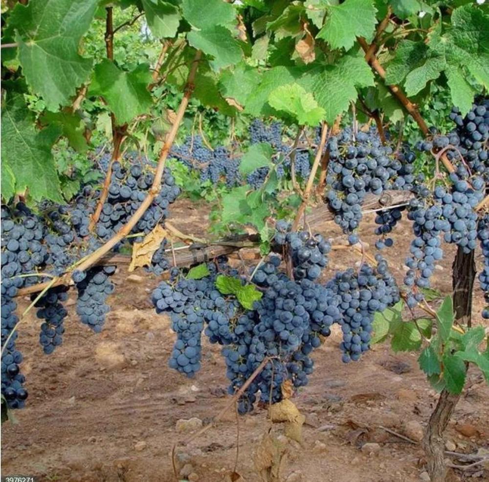 Archivo - Viñedo Archivo