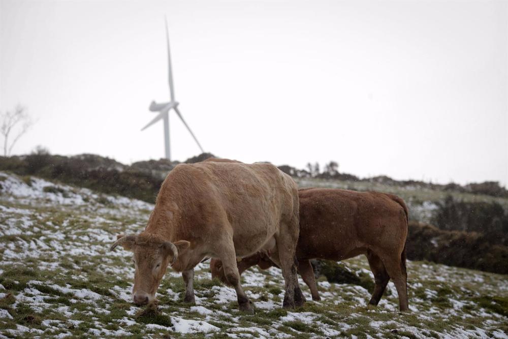 Varias vacas pastan en la Sierra do Xistral, a 23 de febrero de 2023, en Abadín, Lugo, Galicia (España). Varias
